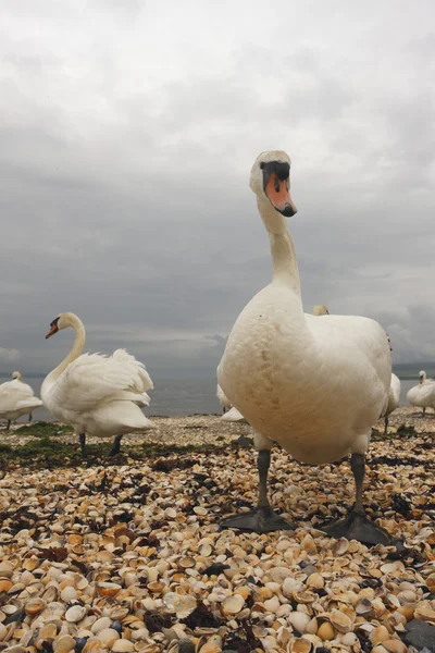 Cygne muet, cygnus olor — Photo