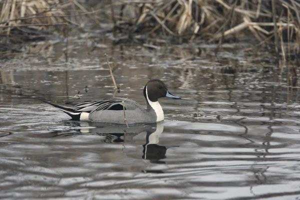 Norte de Pintail, Anas acuta —  Fotos de Stock