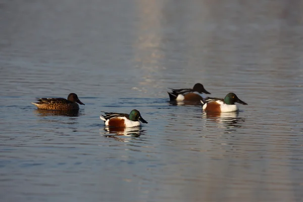 Northern shoveler, Anas clypeata, — Stock Photo, Image