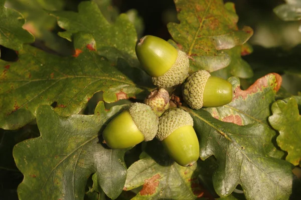 Roble, Quercus rober — Foto de Stock