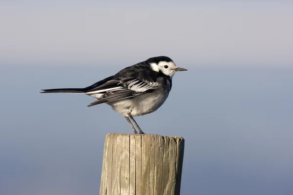 Couve-flor, Motacilla alba yarrellii — Fotografia de Stock