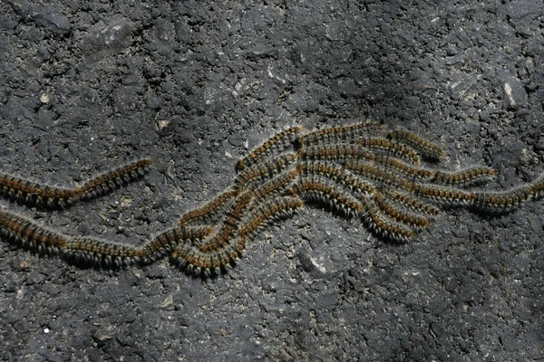 Chenille du papillon processionnaire du pin, Thaumetopoea pityocampa — Photo