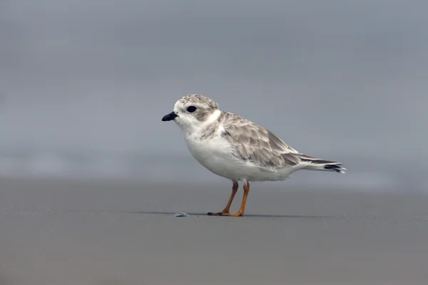 Pfeifenregenpfeifer, Scharadrius Melodus — Stockfoto