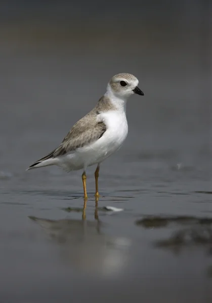 Трубный зуёк, Charadrius melodus — стоковое фото