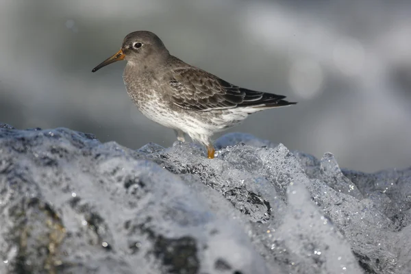 Fioletowy Sandpiper, Calidris maritima — Zdjęcie stockowe