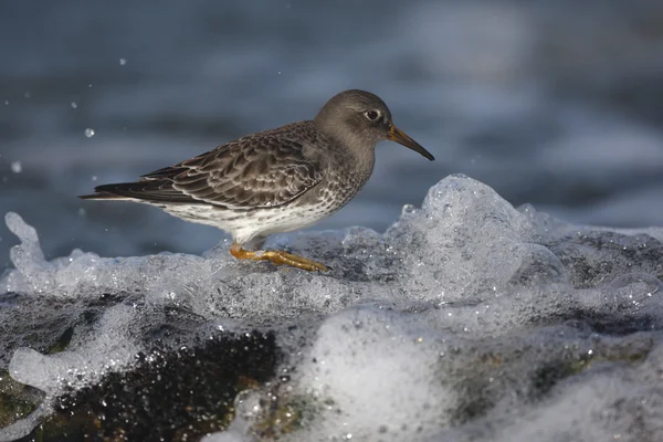 Fioletowy Sandpiper, Calidris maritima — Zdjęcie stockowe