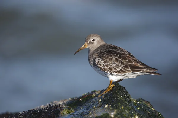 Bécasseau mauve, Calidris maritima — Photo