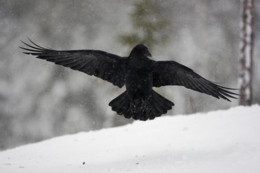 Kuzgun, Corvus corax