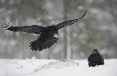 Kuzgun, Corvus corax