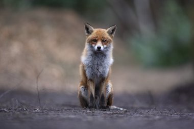 Kızıl Tilki, Vulpes vulpes