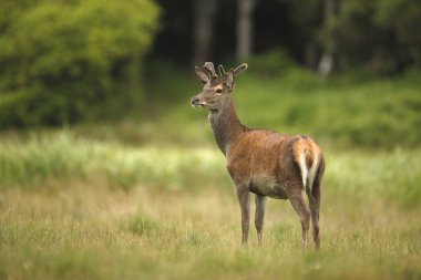 Kırmızı Geyik, Cervus Elaphus