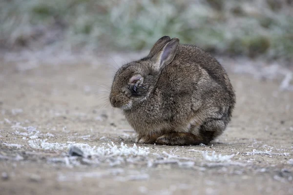 Kanin, oryctolagus cuniculus, — Stockfoto