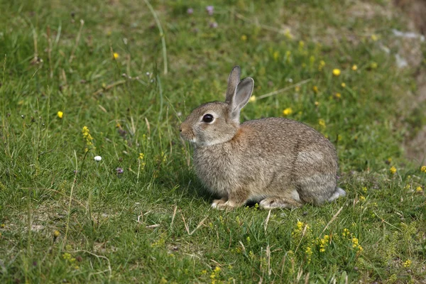 Кролик, Oryctolagus cuniculus , — стоковое фото