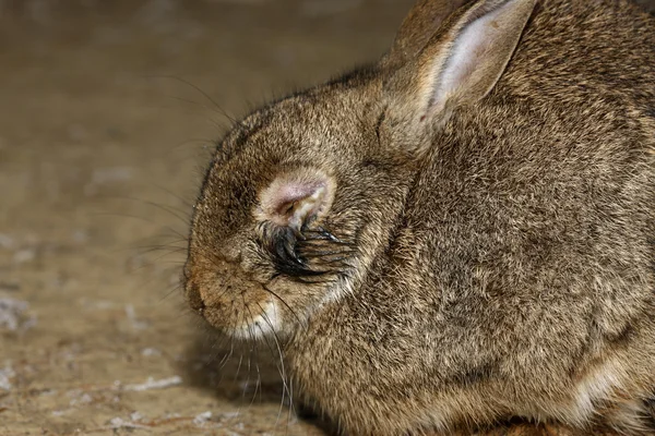 Nyúl, oryctolagus cuniculus, — Stock Fotó