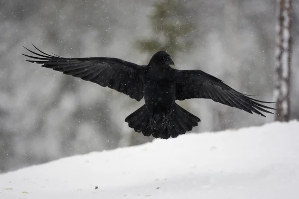 Kruk, corvus corax — Zdjęcie stockowe