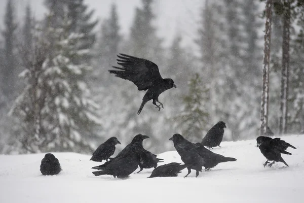 Raven, Corvus corax — Stock Photo, Image