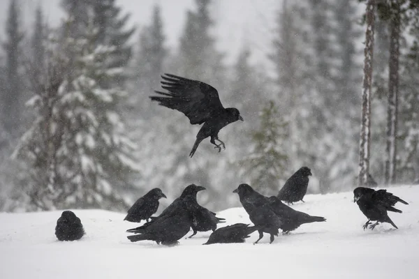 Korppi, Corvus corax — kuvapankkivalokuva