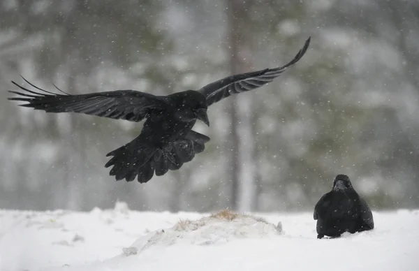 Kruk, corvus corax — Zdjęcie stockowe