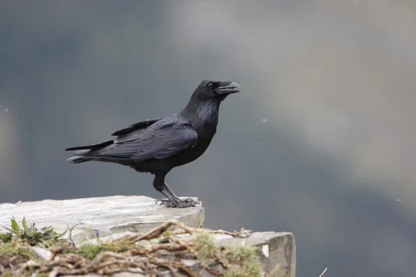 Raven, Corvus corax — Fotografia de Stock