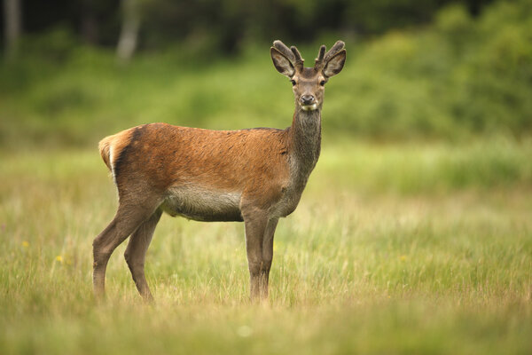 Red deer, Cervus elaphus, single young male in velvet, Islay, Hebrides, Scotland, July 2008