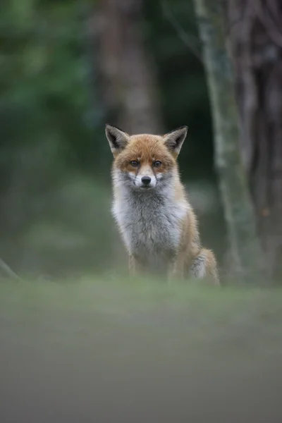 红狐、秃鹰 — 图库照片