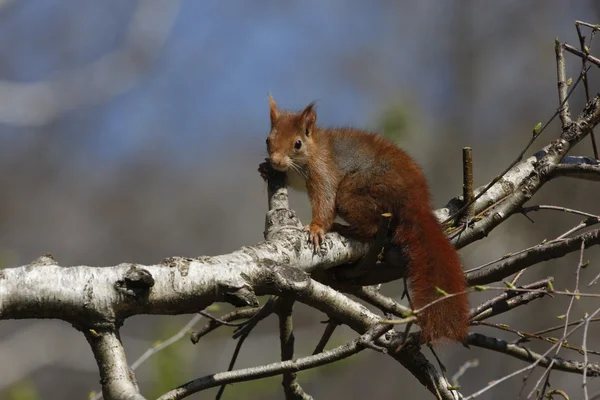 붉은 다람쥐, sciurus vulgaris — 스톡 사진