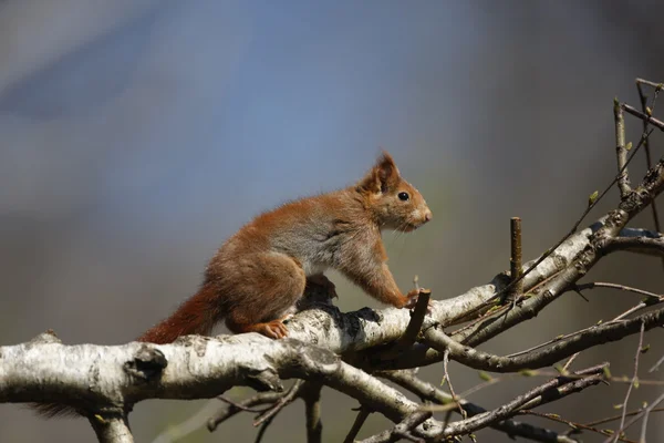 붉은 다람쥐, sciurus vulgaris — 스톡 사진