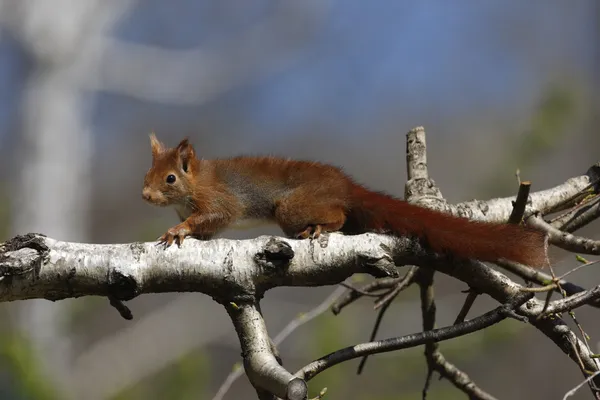 กระรอกสีแดง, Sciurus หยาบคาย — ภาพถ่ายสต็อก