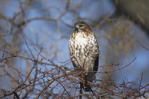 Red tailed hawk, Buteo jamaicensis — Stockfoto