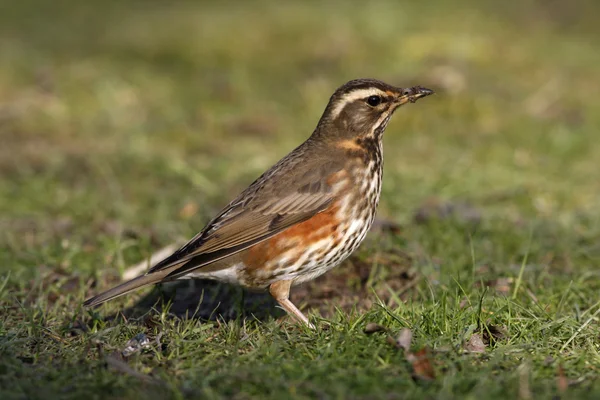 Ala roja, Turdus iliacus — Foto de Stock