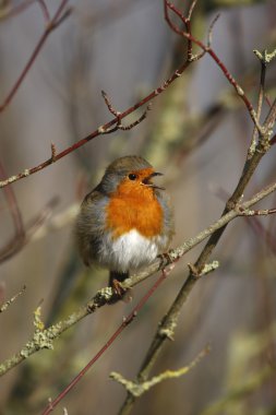 Robin, Erithacus rubecula