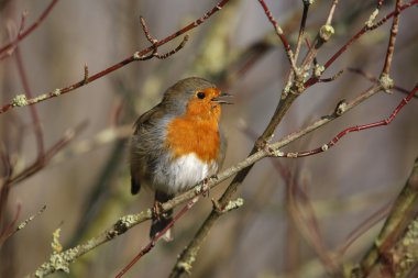 Robin, Erithacus rubecula