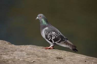 Rock dove, Columba livia,