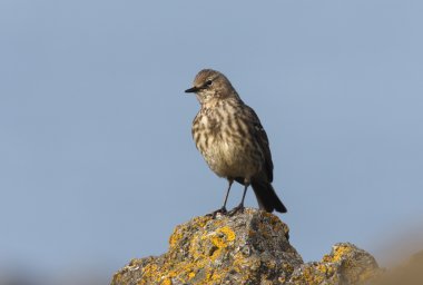 Kaya incir kuşu, anthus petrosus