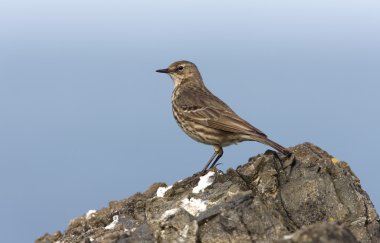 Kaya incir kuşu, anthus petrosus