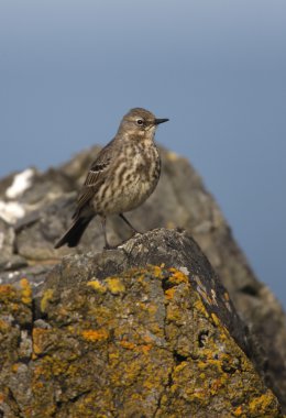 Kaya incir kuşu, anthus petrosus