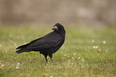 Kalesi, corvus frugilegus