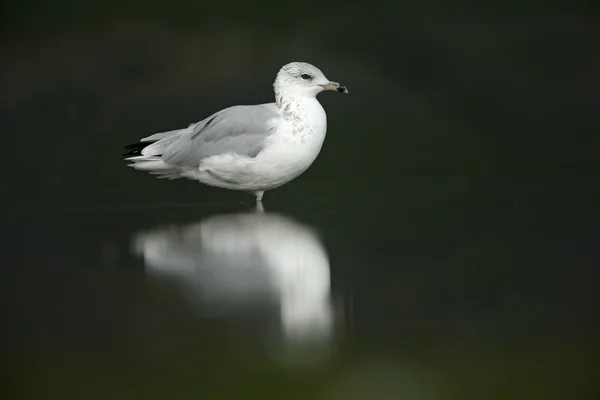 Gaviota de pico anular, Larus delawarensis , —  Fotos de Stock