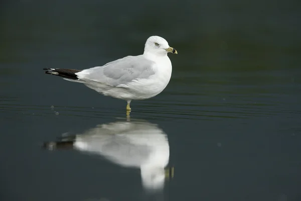 Ring-billed gull, Larus delawarensis, — Stock Photo, Image