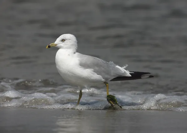 Ringnäbbad mås, larus delawarensis, — Stockfoto