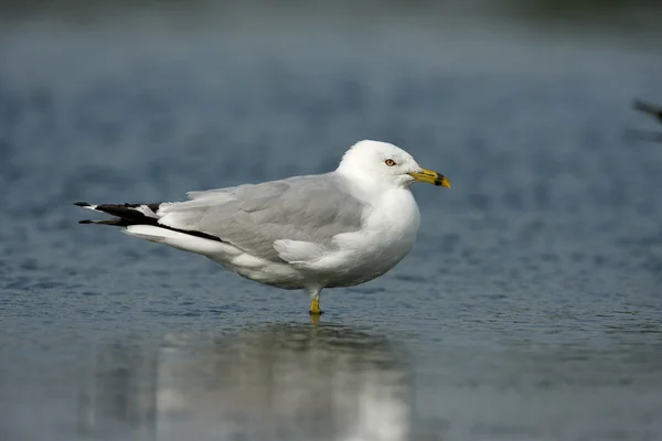 Ringnäbbad mås, larus delawarensis, — Stockfoto