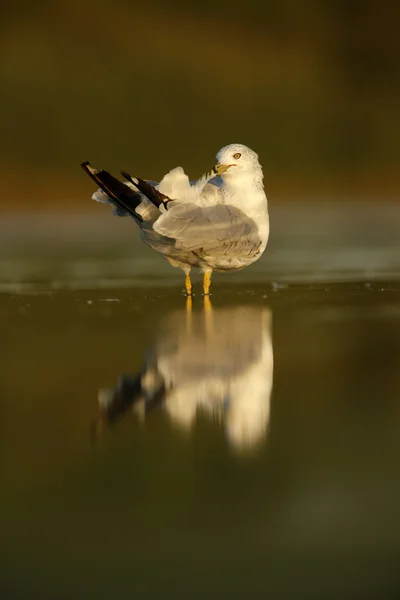 Кольцеклювая чайка, Ларус Дельфалис , — стоковое фото