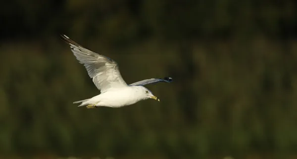 Ring-billed gull, Larus delawarensis, — Stock Photo, Image