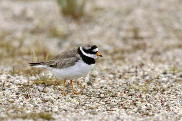 Кольчатый зуёк, Charadrius hiaticula — стоковое фото