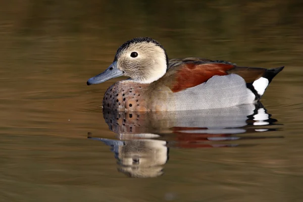 Chia-de-pescoço-anelado, Callonetta leucophrys — Fotografia de Stock