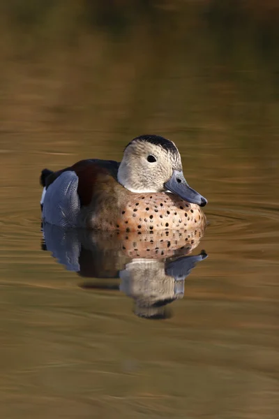 Chia-de-pescoço-anelado, Callonetta leucophrys — Fotografia de Stock