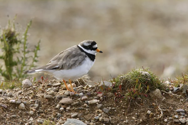 Ringed plover, Charadrius hiaticula — Stock Photo, Image