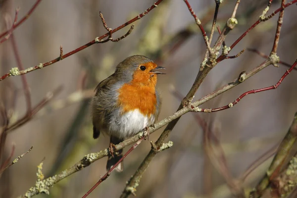 Robin, Erithacus rubecula — Stock fotografie