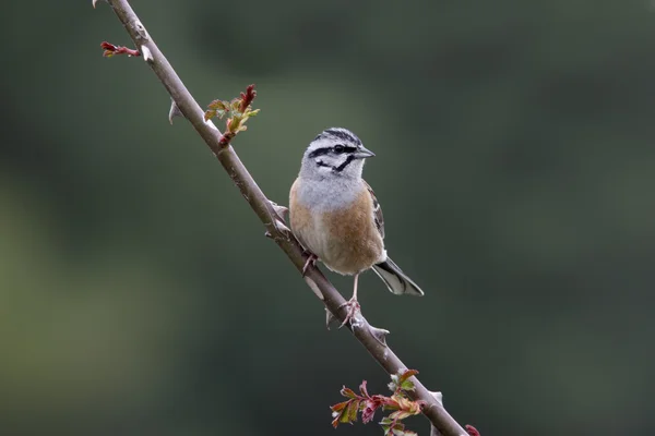 Bajszos sármány (Emberiza cia) — Stock Fotó