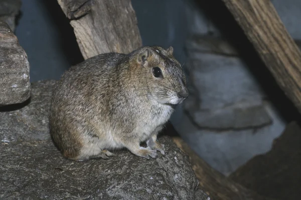 Kerodon rocha, kerodon rupestris — Fotografia de Stock